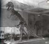 biologically-speaking-why-did-scientists-conclude-dinosaurs-v0-0xo8ovsi1s1d1