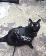 securitydog