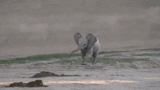 Baby elephant run