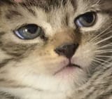 for reaL-cat-face