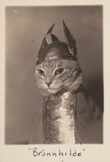 Valkitty