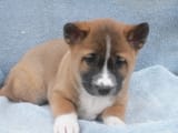 New_Guinea_Singing_Dog_-_male_puppy