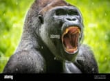 close-up-of-screaming-western-lowland-gorilla-at-zoo-atlanta-in-atlanta-georgia-usa-2KFDN9M-84094102