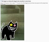 friend cat