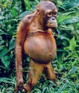 bald orangutan
