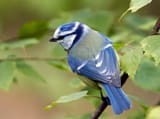 eurasian blue tit