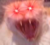 screaming cat