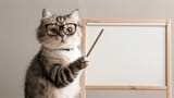 professor_cat