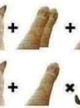 catproblem_cropped