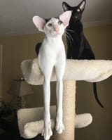 cat (true form)