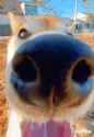 shiba-inu_thumb.jpg