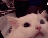 cat-scream
