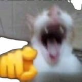 laffing cat