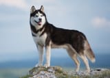 Siberian-Husky-dog