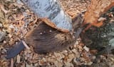 beaver killed by tree