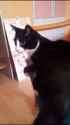 Cat retard_thumb.jpg