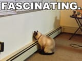 Fascinating-Cat-Meme