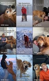 dog wife