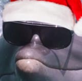 MERRY CHRISTMAS DOLPHIN