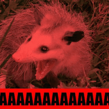 possum-opossum