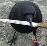 Crow about to stab a niggas shit