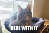 Dealwithit