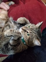 Peanut_008