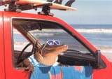 coolgator