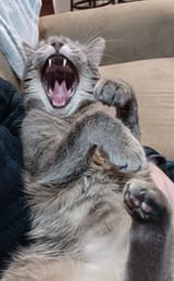 Tinsel - yawn
