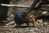 1200px-Rhynchocyon_petersi_from_side