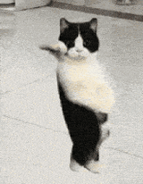 gato-negro-1