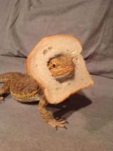 Breaded