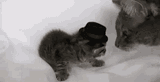 cat-kitten