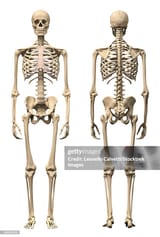 anatomy-of-male-human-skeleton-front-view-and-back-view
