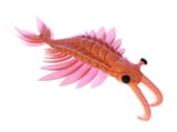 9-anomalocaris-sebastian-kaulitzkiscience-photo-library-446832428