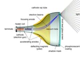 CRT_anatomy