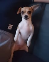 skinwalker dog