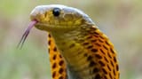 cobra-khkohh-Factfile_BBC-Earth-Factfiles-