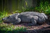 bob-american-alligator-scaled