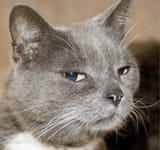 cat-squinting-as-if-its-suspicious-and-a-picture-of-a-black-and-white-cat-staring-at-the-camera-2453436005