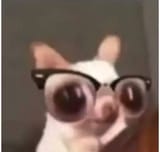 glasses dog