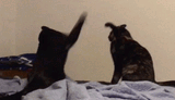 cat-fight-cat-3703514978