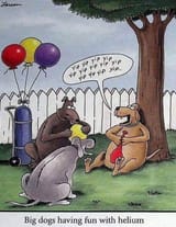 dogs on helium