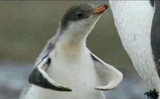 pingu flex