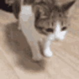 cat-fall