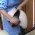 panda dusting__thumb.jpg