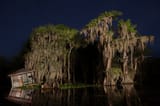 swamp