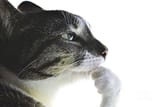 cat the hum