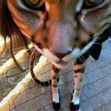 do you have cat pics on your phone