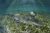 Acutus seagrass